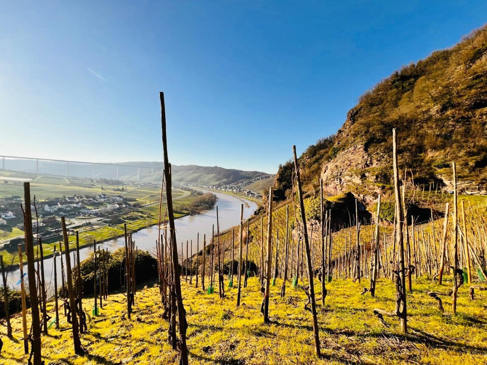 Gut Foersterlay - Exklusive Boutique Apartments Im Historischen Winzerhaus Direkt An Der Mosel Lösnich Eksteriør billede